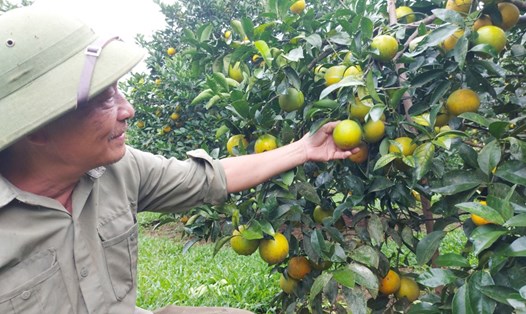 Ông Dương bên vườn cam trĩu quả cho thu nhập hơn 100 triệu/năm của gia đình. Ảnh: Trần Tuấn