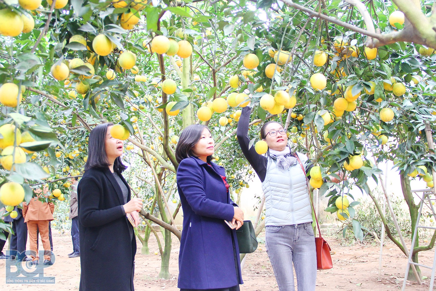 Ảnh: Sở thông tin và truyền thông Bắc Giang