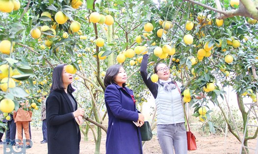 Ảnh: Sở thông tin và truyền thông Bắc Giang