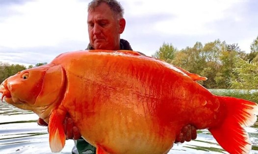 Con cá vàng nặng 30kg. Ảnh chụp màn hình