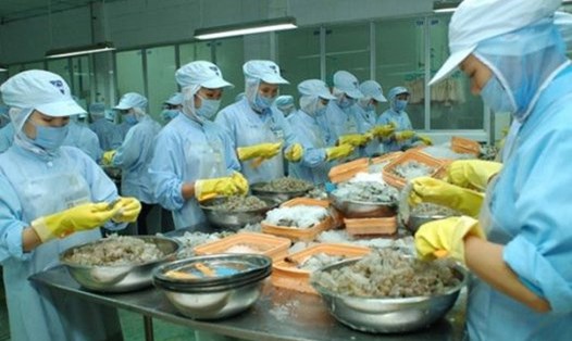 Các doanh nghiệp thủy sản ở Đà Nẵng gặp khó khăn do giảm sút về đơn hàng. Ảnh: Tường Minh