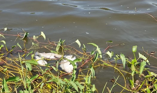Tình trạng cá chết ở hồ nước tự nhiên Khe Chè ở huyện Hải Lăng, tỉnh Quảng Trị. Ảnh: Đ.Nghĩa