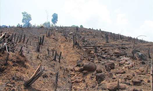 Một lượng lớn rừng ở Đắk Lắk bị phá do quá trình di dân tự do, lấy đất sản xuất. Ảnh: Bảo Trung