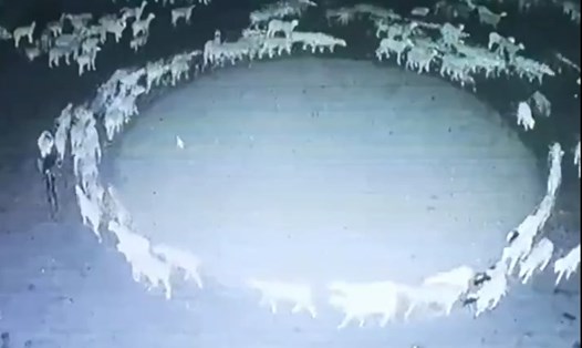 Đàn cừu ở Trung Quốc đi vòng tròn trong 12 ngày. Ảnh cắt từ video