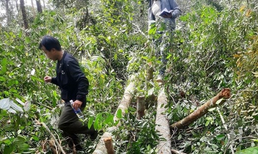 Cơ quan chức năng kịp thời phát hiện một vụ phá rừng ở trên địa bàn huyện Đắk Glong. Ảnh: Bảo Lâm