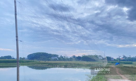 Hàng trăm mét lưới bẫy tận diệt chim trời đang bủa vây các cánh đồng xã Tân Khánh. Ảnh: Kiên Nguyễn