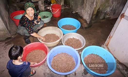 Niềm vui của những người nông dân TX Đông Triều, tỉnh Quảng Ninh sau thu hoạch rươi. Ảnh: Đoàn Hưng