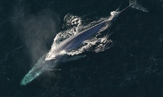 Cá voi xanh. Ảnh: AFP