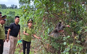 4 cá thể động vật quý hiếm được thả về tự nhiên