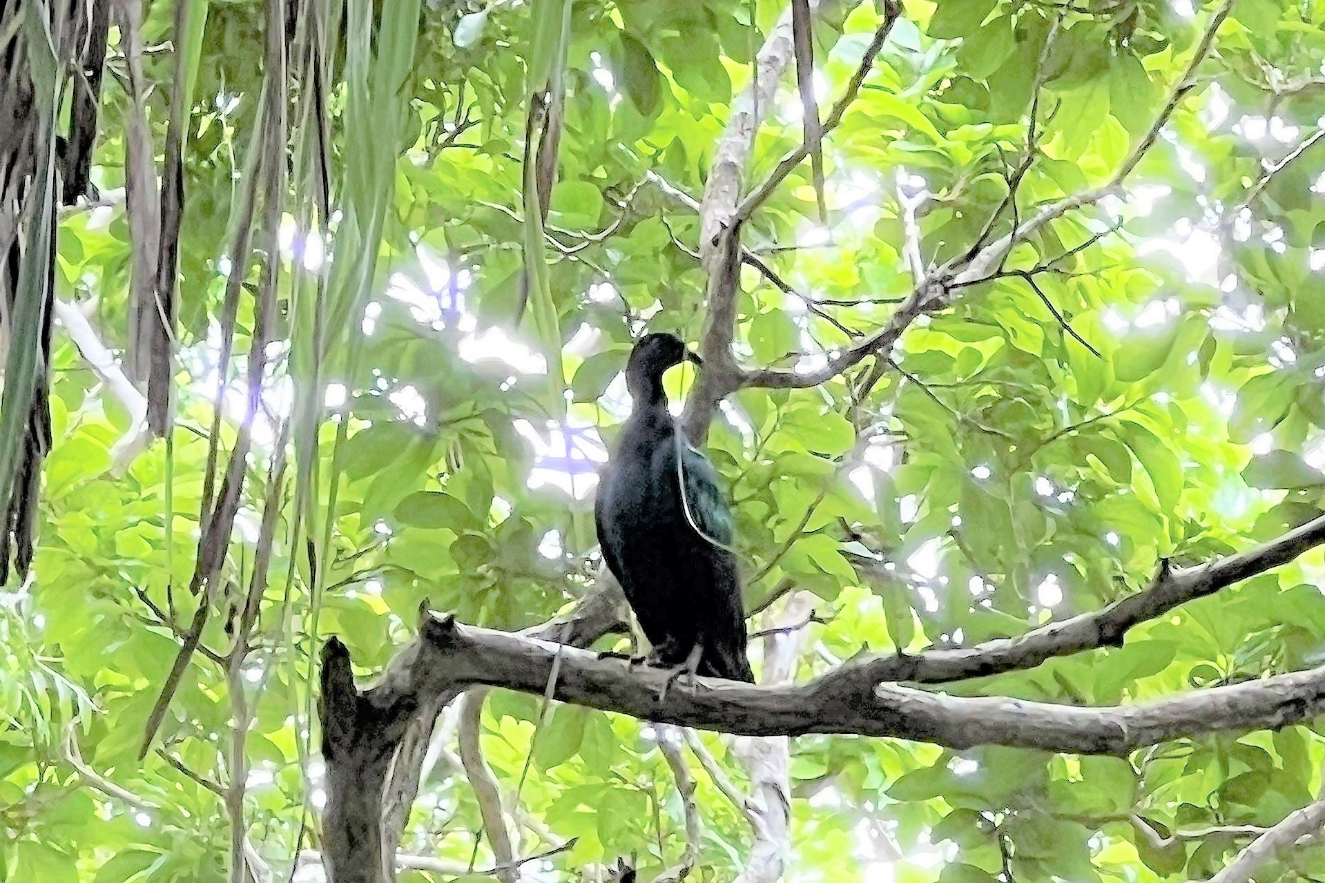 Hình ảnh bồ câu Nicoba tại Vườn Quốc gia Côn Đảo ngày 3.11. Ảnh: VQG CĐ