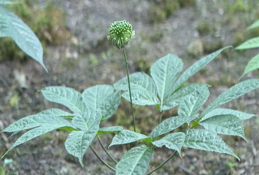 Sâm Lai Châu. Ảnh: Nông sản Lai Châu
