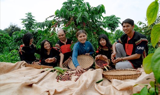 Người trồng cà phê ở Đắk Lắk. Ảnh: Bảo Trung