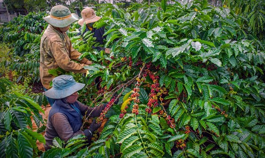 Nông dân Đắk Nông đang có nhu cầu tiếp nhận hàng nghìn lao động đến làm việc thu hài cà phê thời vụ. Ảnh: M.P