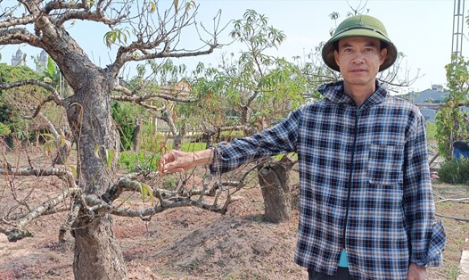 Ông Vũ Ngọc Tĩnh - một hộ trồng đào ở phường Hoàng Diệu (TP Thái Bình) cho biết đến nay gia đình có đến 200 gốc đào rừng đã bị chết. Ảnh: T.D