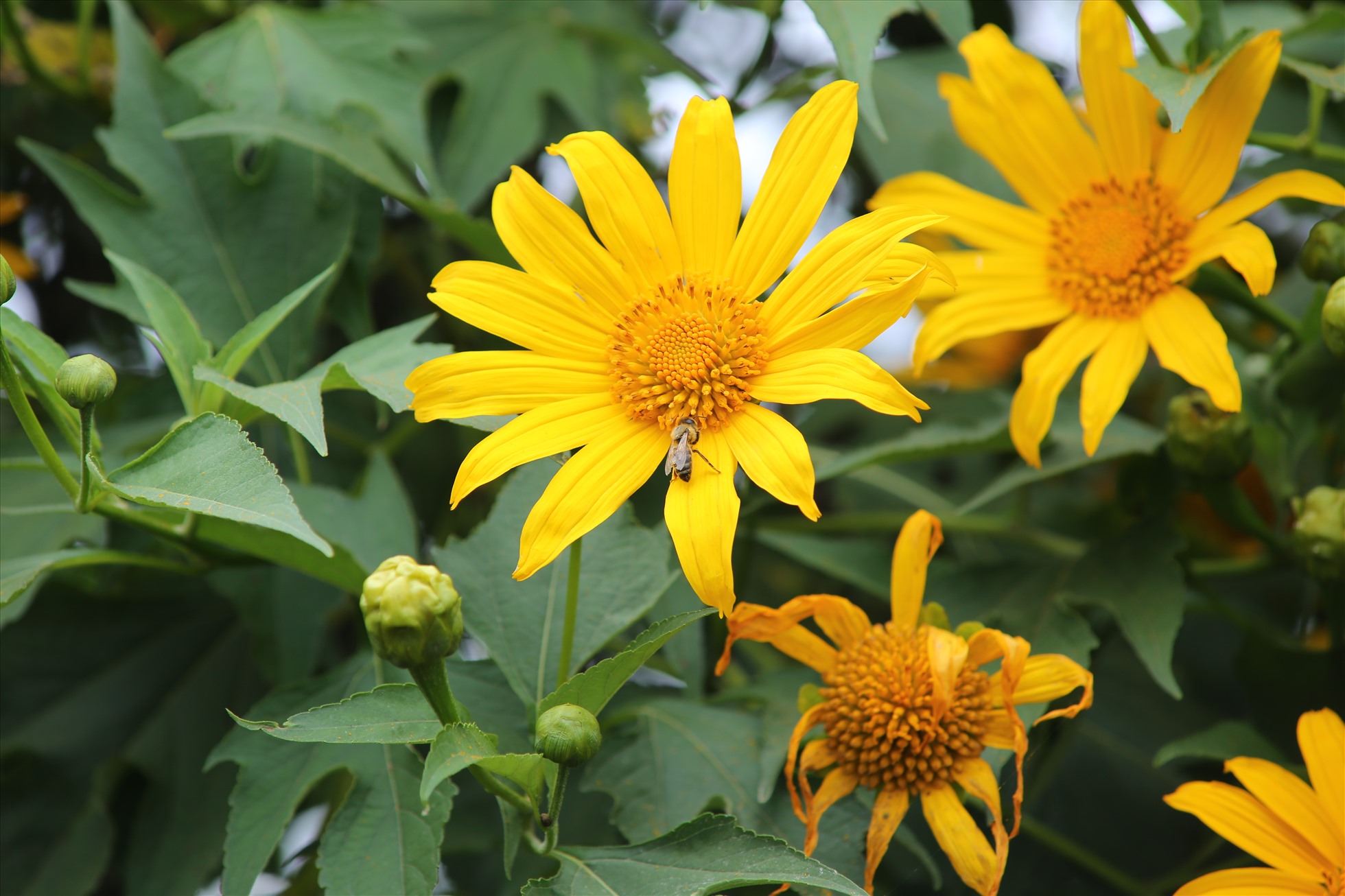 Sắc vàng hoa dã quỳ làm bừng sáng Đà Lạt. Ảnh: Hồ Quốc