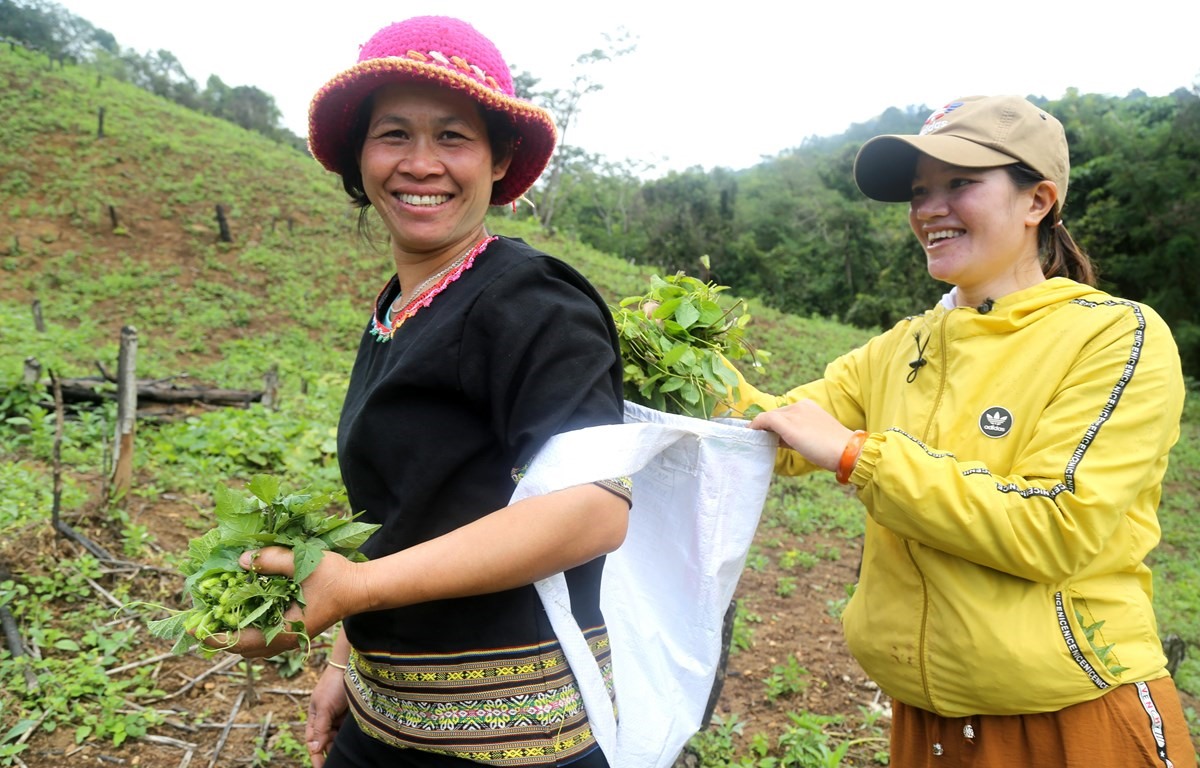 Dự án “Vươn mình” hỗ trợ nông dân tỉnh Đắk Lắk sẽ được triển khai từ nay cho đến hết tháng 8.2024. Ảnh minh họa. Ảnh: TTXVN