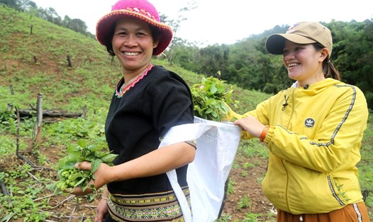 Dự án “Vươn mình” hỗ trợ nông dân tỉnh Đắk Lắk sẽ được triển khai từ nay cho đến hết tháng 8.2024. Ảnh minh họa. Ảnh: TTXVN