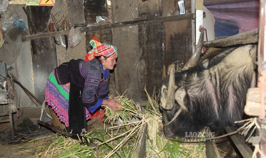 Người dân các tỉnh miền núi phía Bắc đang tất bật chuẩn bị, phòng chống rét cho đàn vật nuôi trong những ngày đầu chịu ảnh hưởng không khí lạnh. Ảnh: An Trịnh.