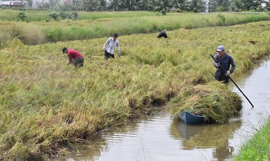 Người dân huyện Thới Bình, tỉnh Cà Mau thu hoạch lúa ST25. Ảnh: Hồng Nhung