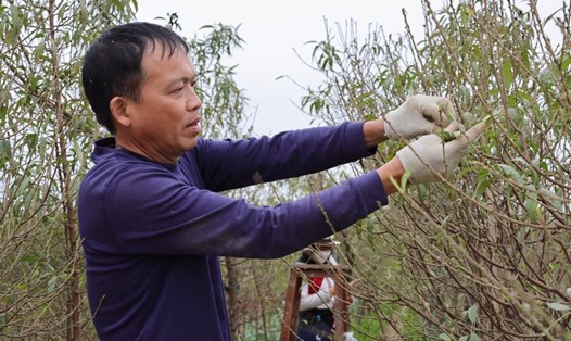 Người trồng đào Nhật Tân tất bật tuốt lá chuẩn bị cho Tết Nguyên đán 2023. Ảnh: Nguyễn Thúy