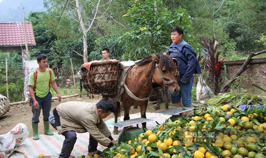 Cây cam sành vốn là sản phẩm chủ lực của tỉnh Tuyên Quang nhưng với tình trạng hiện nay đang có nguy cơ ảnh hưởng tới thương hiệu. Ảnh: Phùng Minh