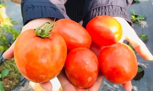 Ăn cà chua thường xuyên có thể thúc đẩy bài tiết axit uric, lợi tiểu. Ảnh: Phan Cúc