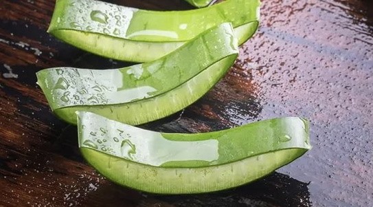 Gel lô hội có tác dụng tốt đối với da khô. Ảnh: Hải Anh
