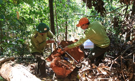 Tính từ đầu năm 2022 đến nay toàn tỉnh Đắk Nông đã xảy ra hơn 308 vụ phá rừng. Ảnh: Lê Phước