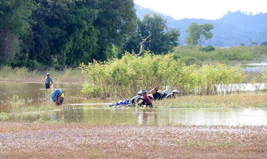 Người dân huyện Lắk đằm mình trong nước lũ để cứu vớt những công sức sau một mùa vụ khổ sở gieo trồng. Ảnh: Phan Tuấn