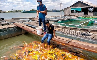 Du khách trải nghiệm du lịch tại bè cá Bảy Bon (khu du lịch Cồn Sơn, TP.CầnThơ). Ảnh: Phong Linh