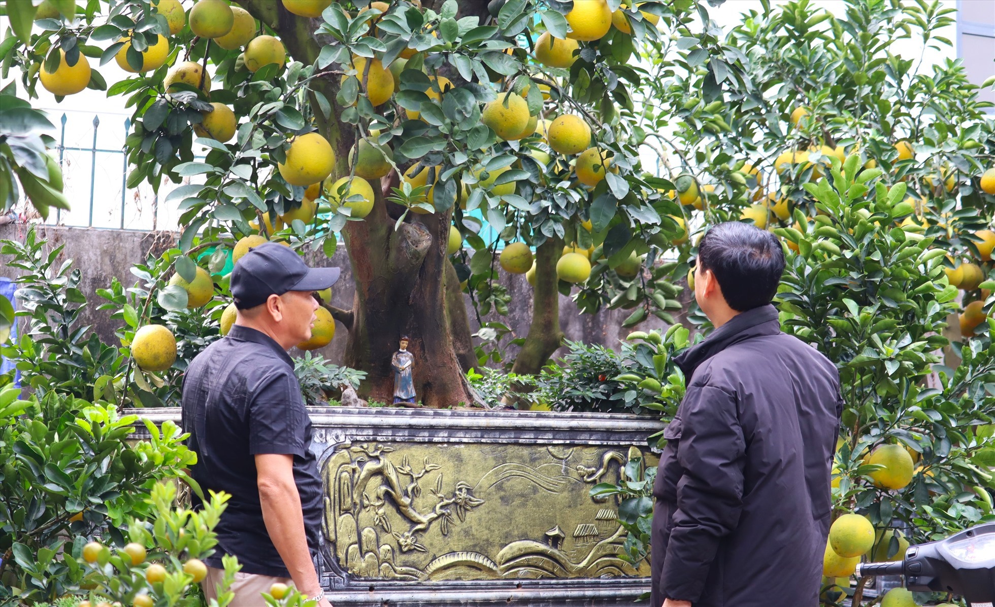 Cây bưởi chơi Tết tuổi thọ 50 năm giá cả trăm triệu đồng. Ảnh: Minh Hà