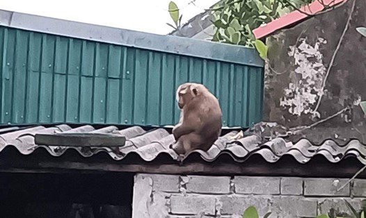 Con khỉ hoang ở xã Tự Tân (huyện Vũ Thư, tỉnh Thái Bình) rất khôn, khó bẫy bắt. Ảnh: Ngọc Tân