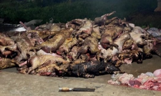 Hơn 1.000 con lợn bị thiêu rụi sau vụ hỏa hoạn. Ảnh: QĐ