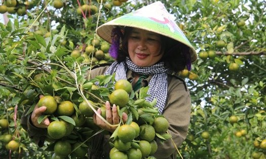 Sản phẩm quýt đường của chị Nguyễn Thị Mai đạt chứng nhận OCOP tỉnh Đắk Nông nên có giá trị cao hơn, góp phần cùng địa phương xây dựng nông thôn mới. Ảnh: Dương Phong