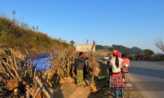 Người trồng đào ở Sơn La đang tất bật chuẩn bị cho vụ đào Tết. Ảnh: Khánh Linh