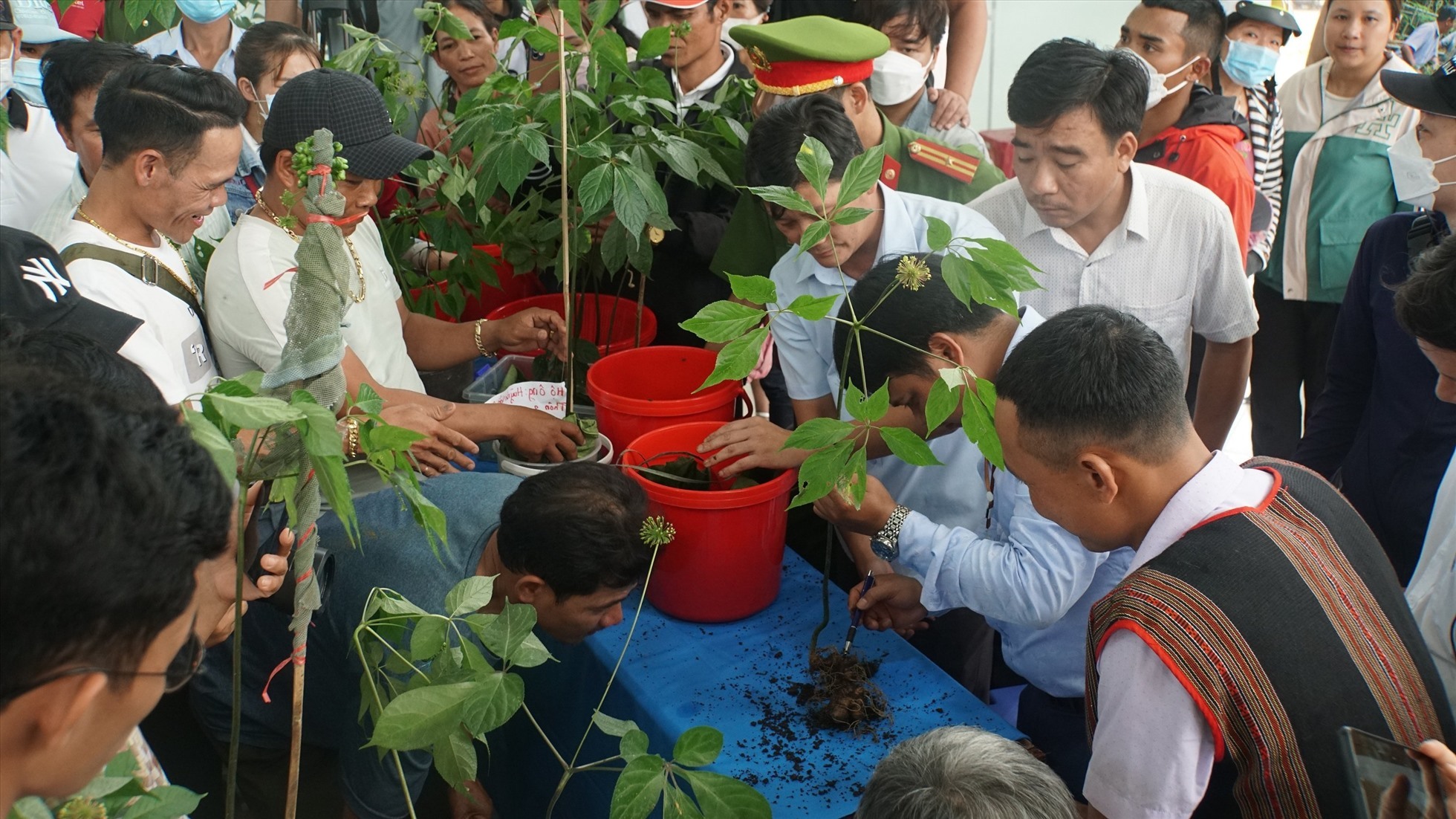 Huyện Nam Trà My, Quảng Nam đã 4 lần tổ chức Lễ hội sâm Ngọc Linh theo quy mô địa phương. Ảnh: T.Thọ