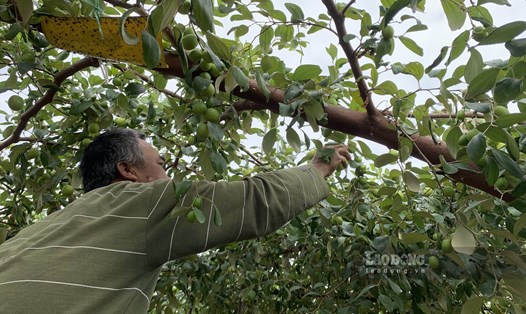 Người dân trồng táo Bàng La (quận Đồ Sơn, TP Hải Phòng) "được mùa". Ảnh: Thiên Hà
