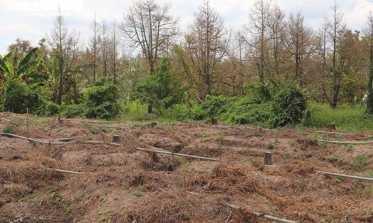 Năm 2020, hạn mặn lịch sử khiến nhiều vườn cây ăn trái ở các địa phương ở ĐBSCL thiếu nước tưới cây dẫn đến cây chết, khô héo. Ảnh: Thanh Tiến