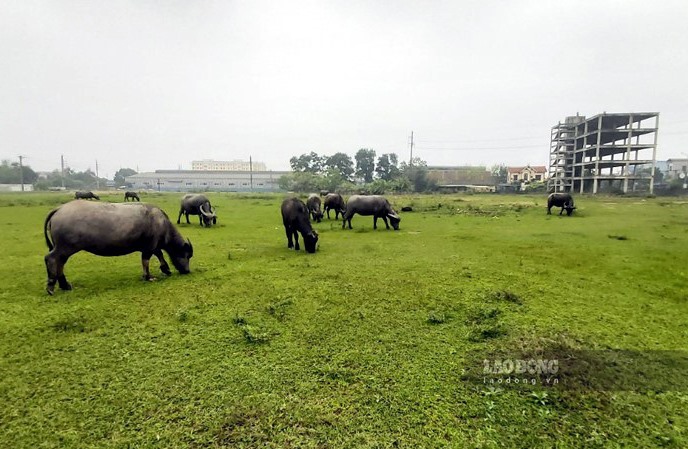 Dự án bệnh viện Đa khoa Phúc Thái nằm trên vị trí đất vàng tiếp giáp QL3 (TP Sông Công) sau 10 năm vẫn bỏ hoang và trở thành nơi chăn thả gia súc. Ảnh: Nguyễn Hoàn.