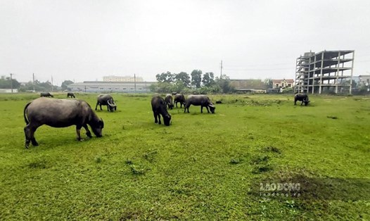 Dự án bệnh viện Đa khoa Phúc Thái nằm trên vị trí đất vàng tiếp giáp QL3 (TP Sông Công) sau 10 năm vẫn bỏ hoang và trở thành nơi chăn thả gia súc. Ảnh: Nguyễn Hoàn.