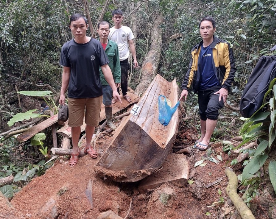 Bắt nhóm đối tượng ngang nhiên chặt hạ gỗ nghiến tại Hà Giang