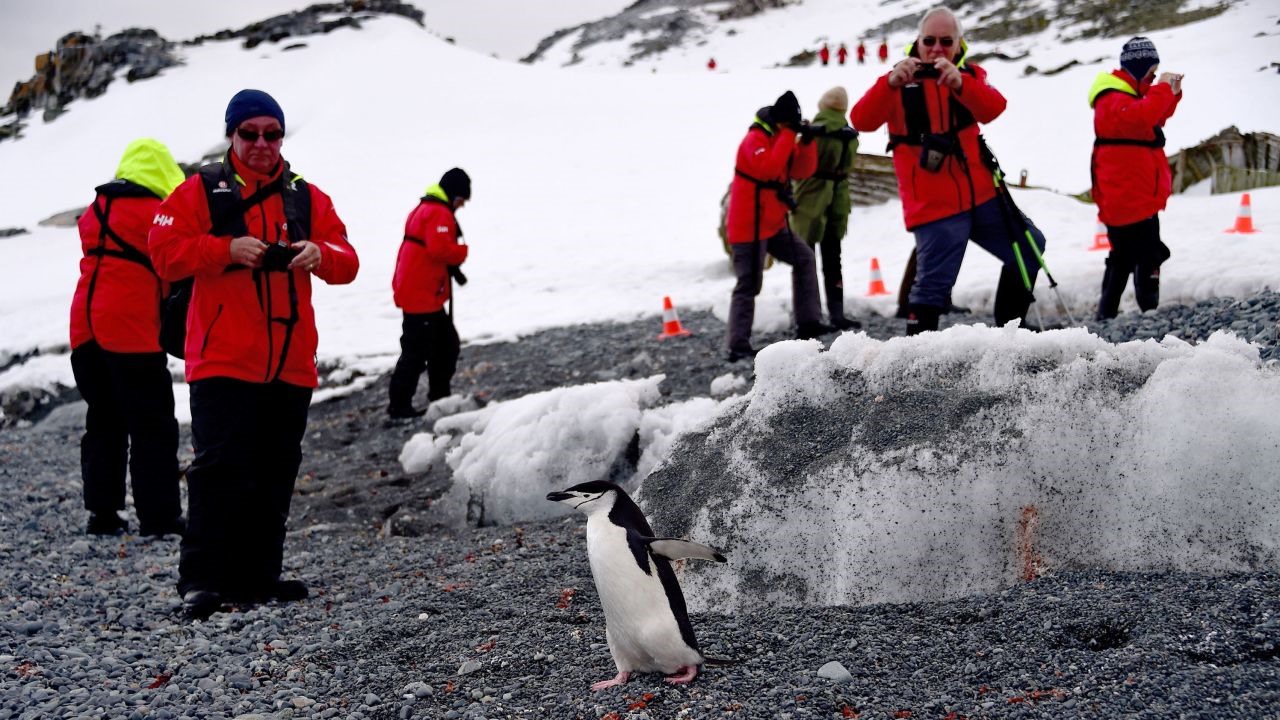 Du khách chụp ảnh chim cánh cụt ở Nam Cực năm 2019. Ảnh: AFP