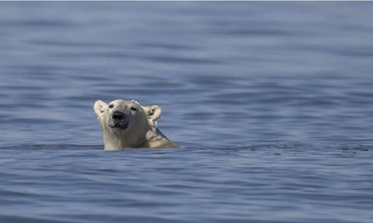 Gấu Bắc cực ở Vịnh Tây Hudson của Canada. Ảnh: AFP
