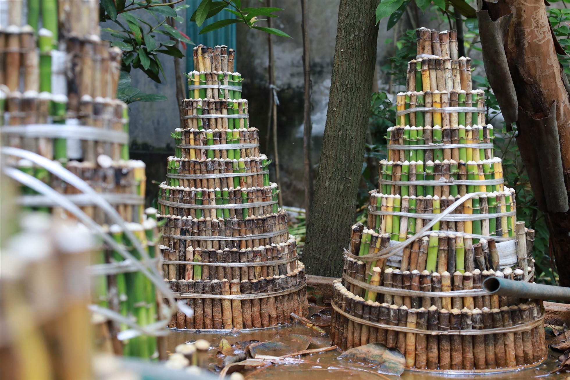 Mất Tết vì cây phát lộc "mất lộc". Ảnh: Nguyễn Thúy.