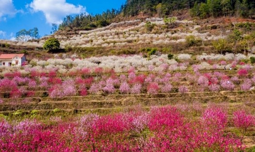 Sắc đẹp của hoa đào ở vùng biên Lạng Sơn sẽ có trong Lễ hội hoa đào. Ảnh: Tùng Đinh.