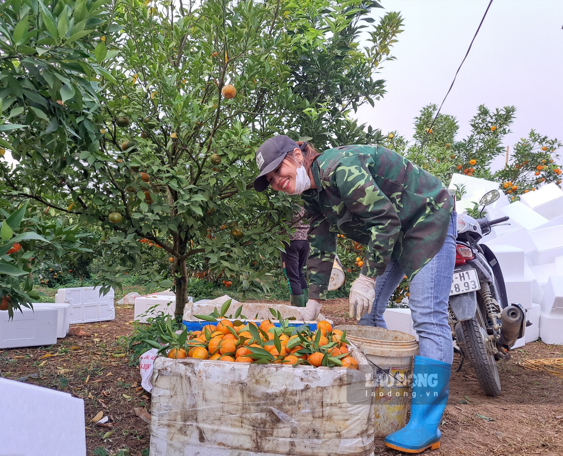 Cam Cao Phong được mùa, được giá, người nông dân phấn khởi. Ảnh: Khánh Linh