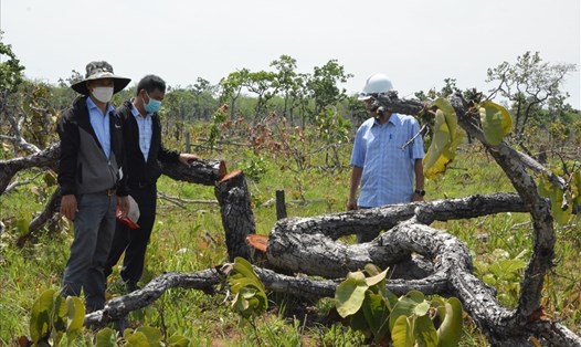 Hiện trường vụ gần 400ha rừng ở huyện Ea Súp, tỉnh Đắk Lắk bị phá. Ảnh: Bảo Trung