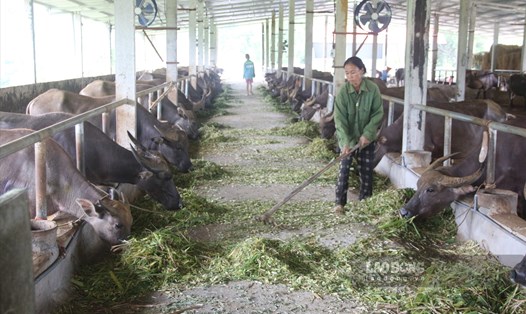 Dân lao đao trước Tết khi giá trâu bò giảm mạnh, khó tiêu thụ. Ảnh: Phùng Minh