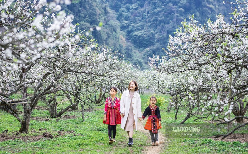 Một số địa điểm ngắm hoa mận ở Sơn La - Vẻ đẹp thiên nhiên hùng vĩ và đa dạng Một số địa điểm ngắm hoa mận ở Sơn La - Vẻ đẹp thiên nhiên hùng vĩ và đa dạng