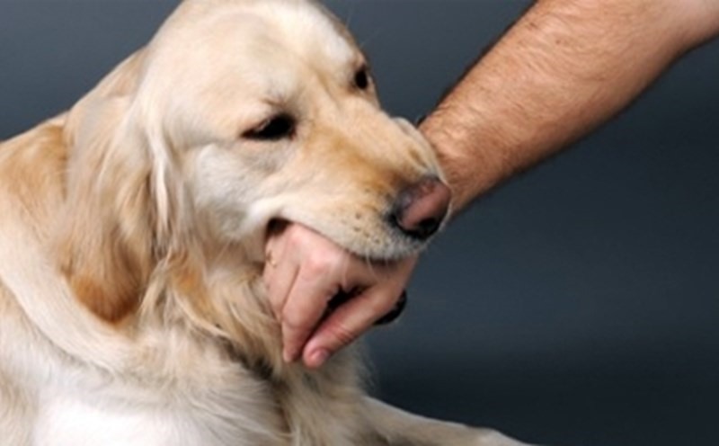 Bị chó lạ cắn không đi tiêm, thanh niên ở Phú Thọ tử vong ...